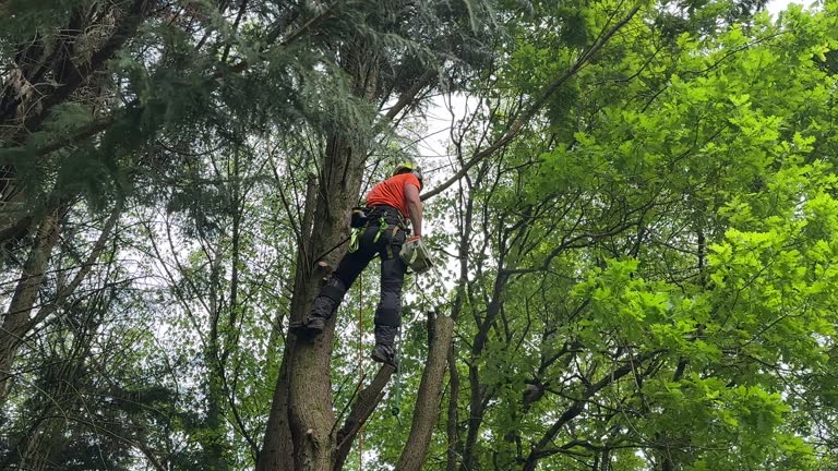 Best Emergency Tree Removal  in Sea Cliff, NY